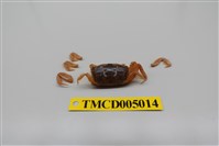 藏品(隆背大眼蟹)的圖片